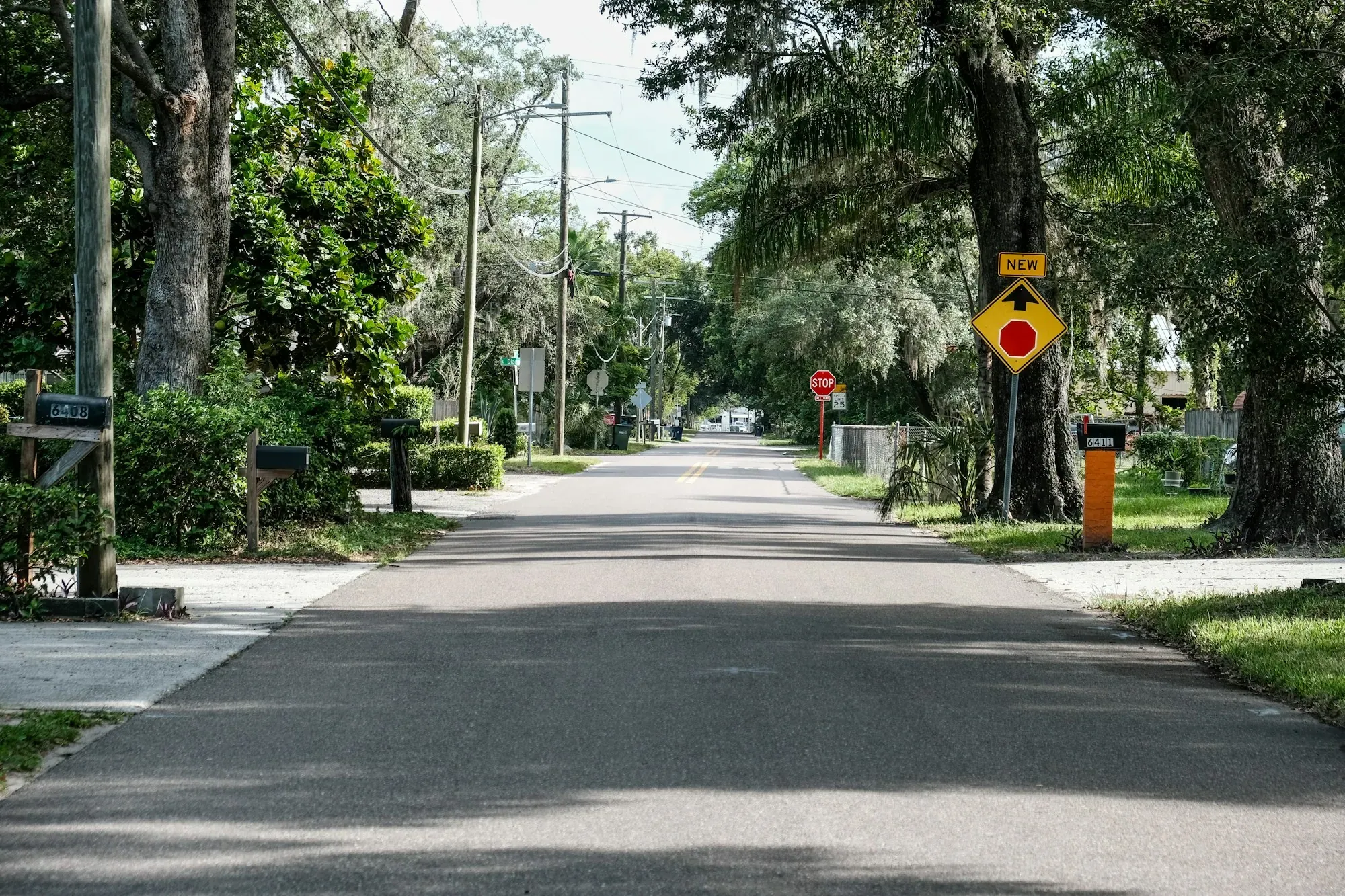 A quiet residential street lined with mature trees